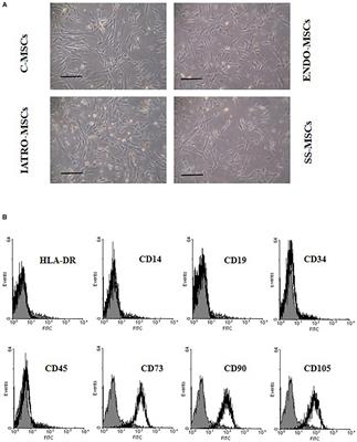 Cushing Syndrome: The Role of MSCs in Wound Healing, Immunosuppression, Comorbidities, and Antioxidant Imbalance